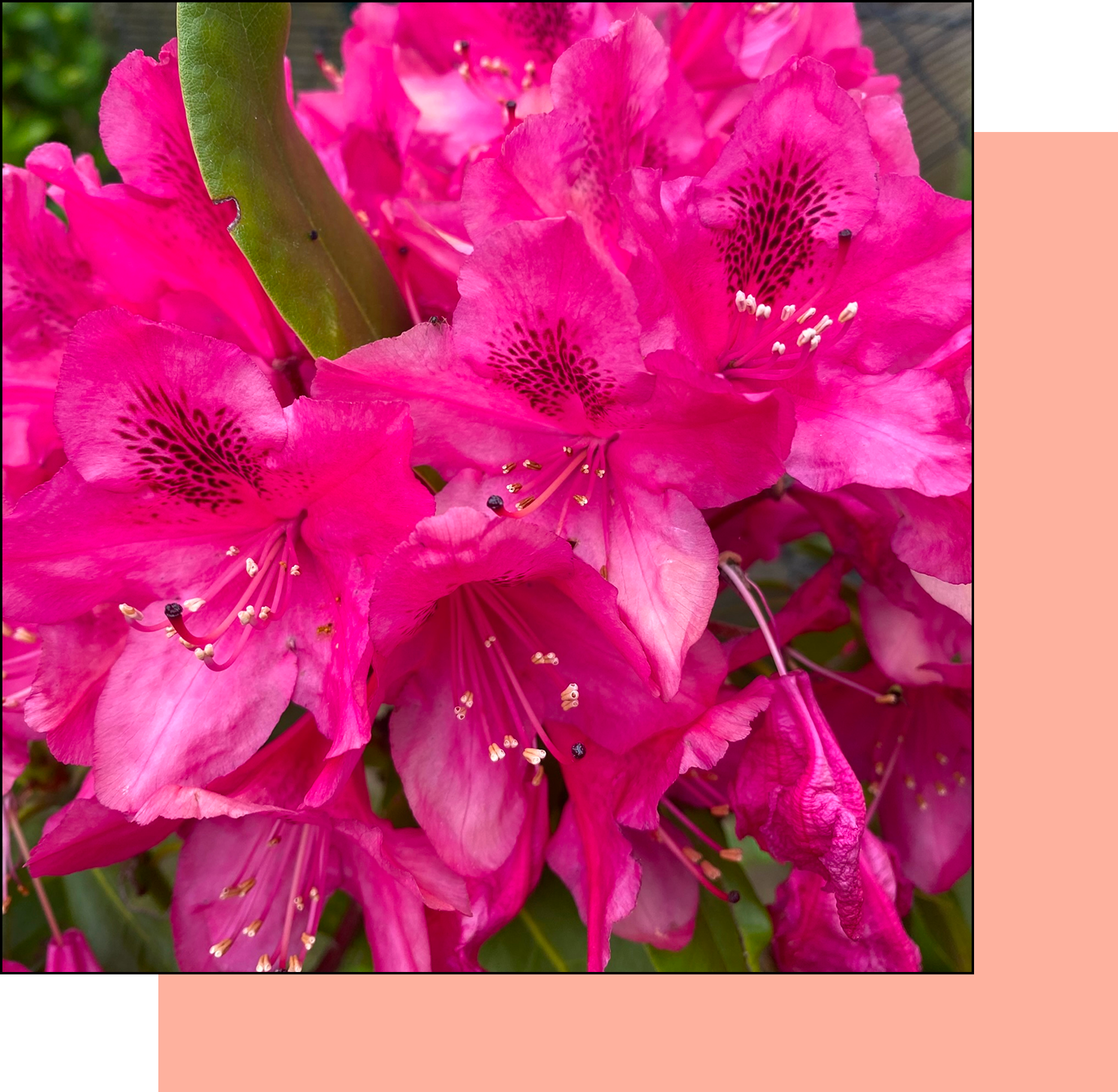 Pink flowers