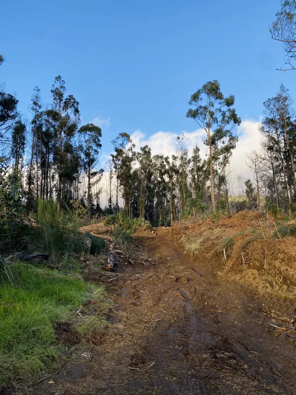 let's burn the forest