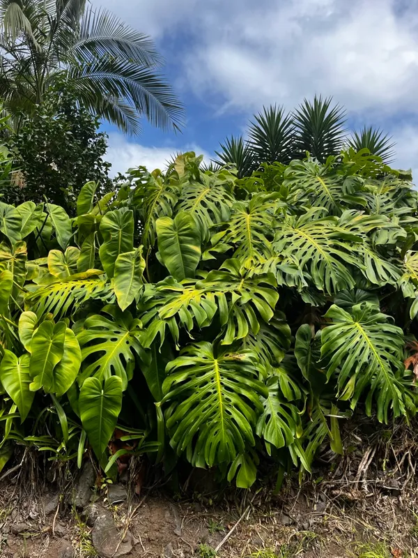 i won't kill my innocence to make you comfortable