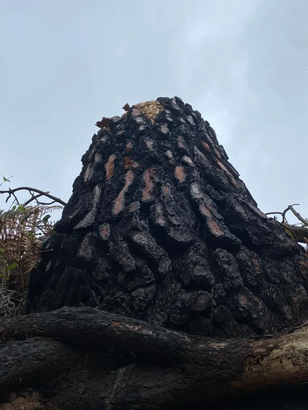 I came here to grieve