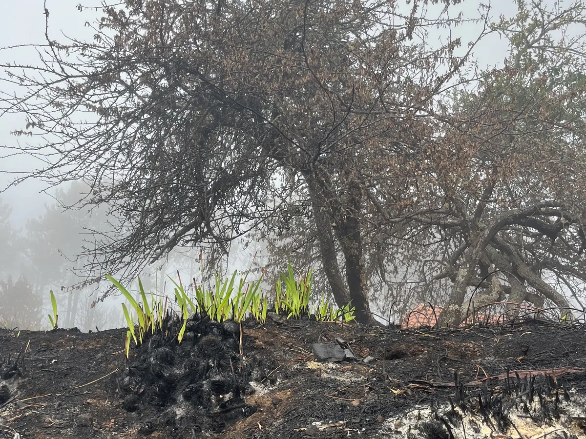 Impressions from the Aftermath of the Madeira Wildfire 2023