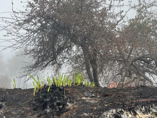 Impressions from the Aftermath of the Madeira Wildfire 2023