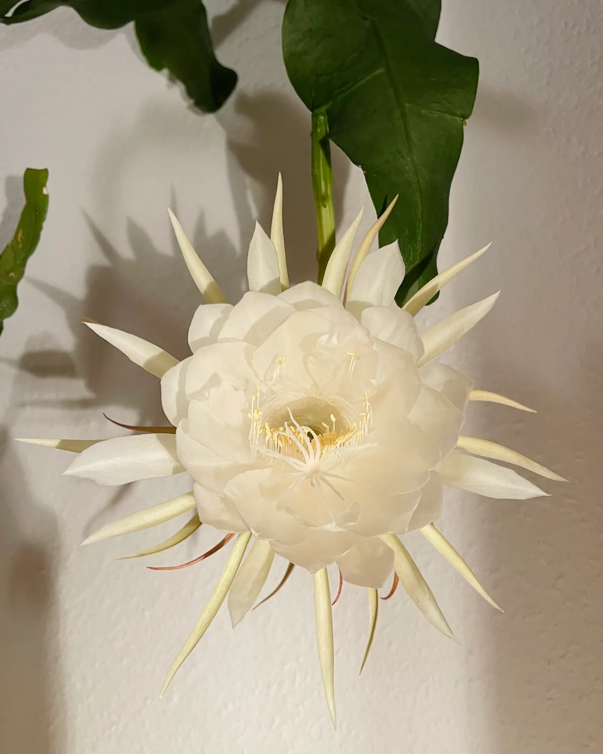 When the Queen of the Night Blooms - An Evening of Family and Miracles