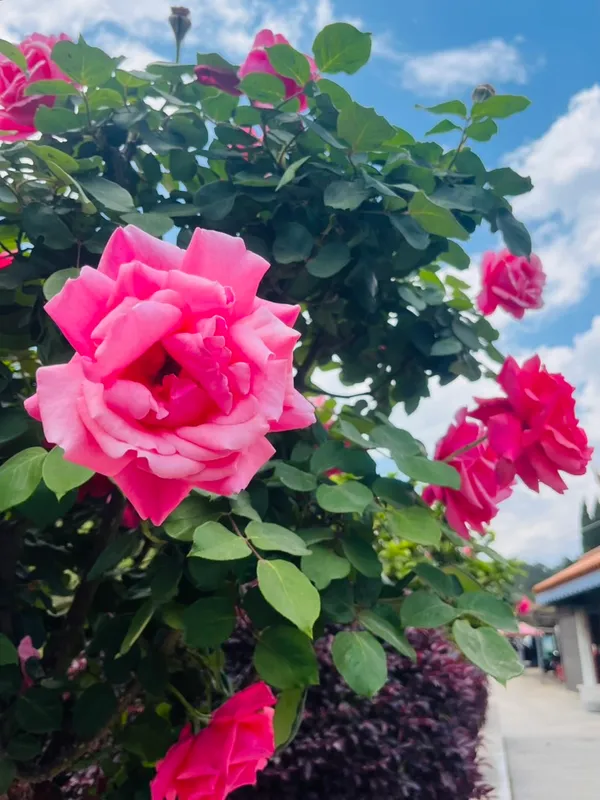 A Letter To my Grandma Who Transitioned 40 Years Ago