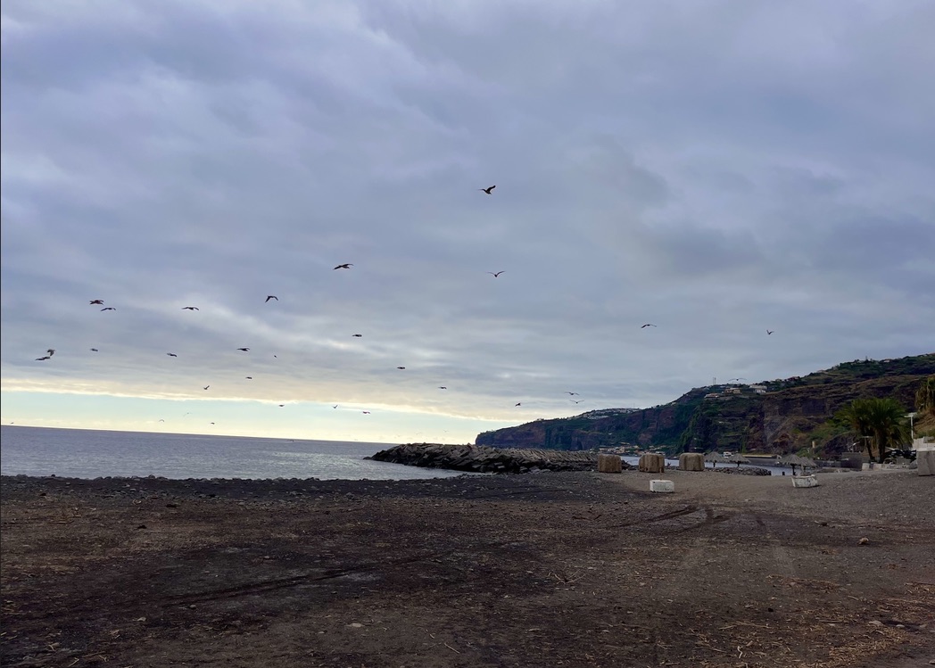 madeira ribeira brava beach