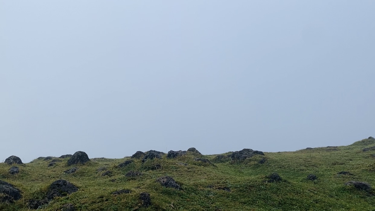 madeira fanal forest