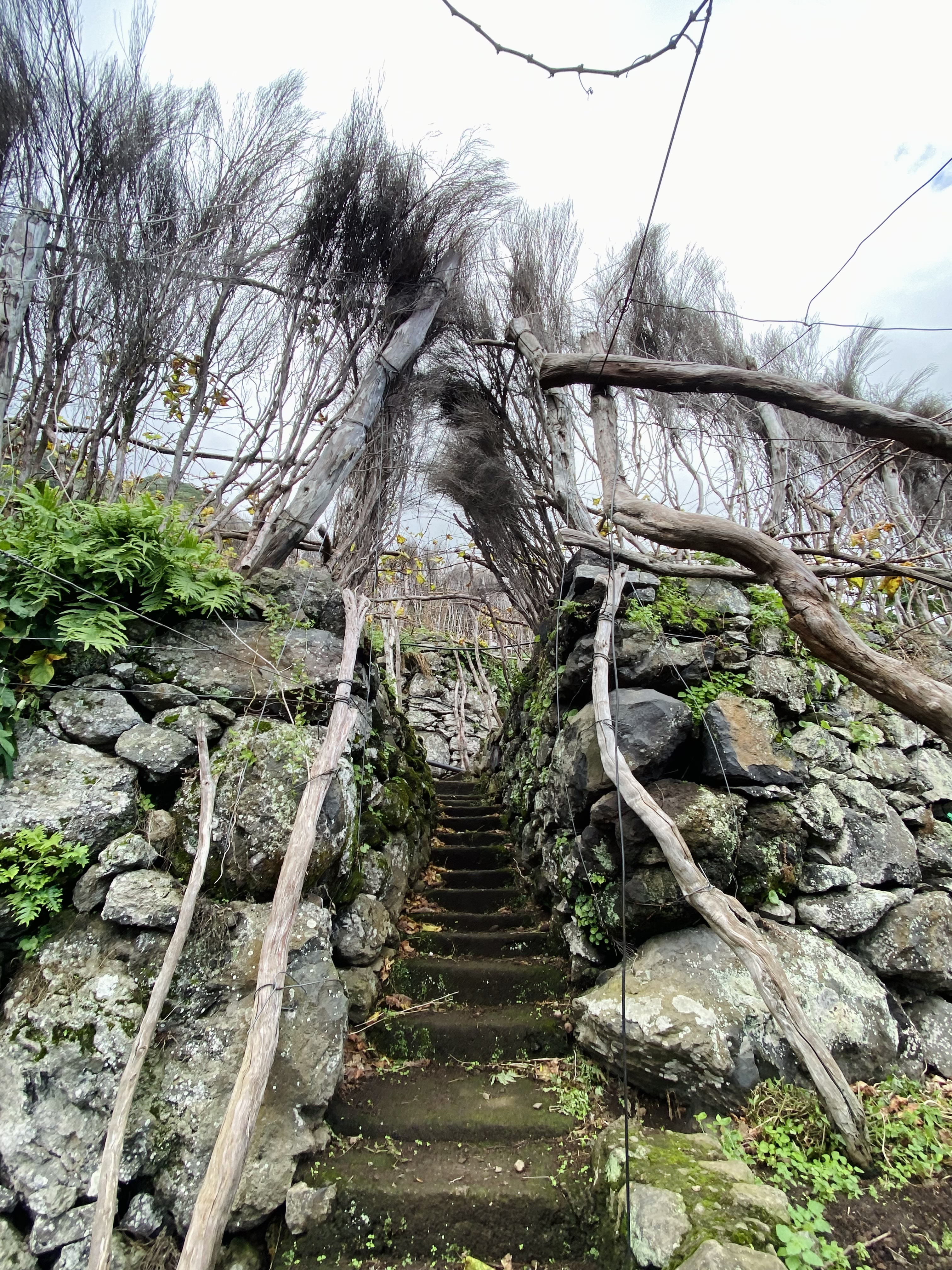 madeira seixal walk 3