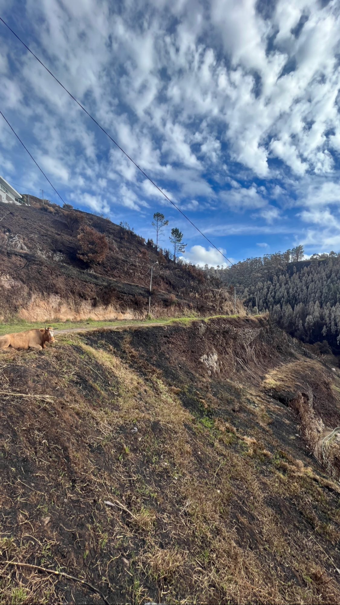 madeira wildfire23 2810 miradouro garganta 2