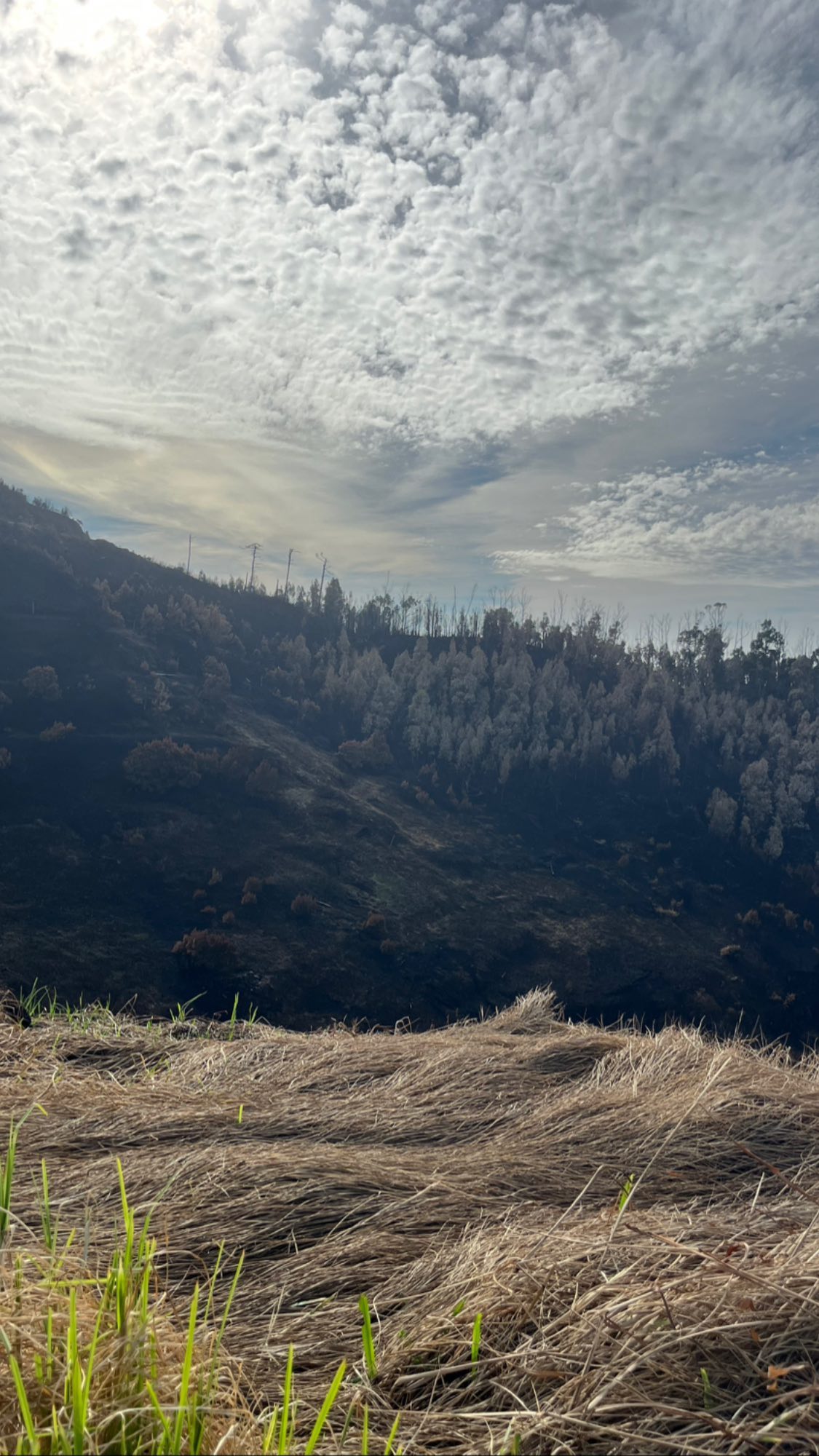madeira wildfire23 2810 miradouro garganta 3