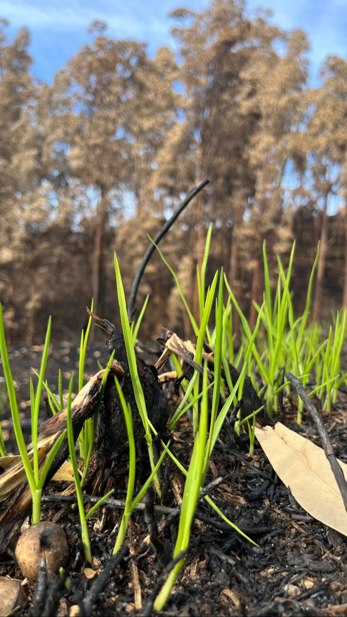 madeira wildfire23 2810 miradouro garganta 4