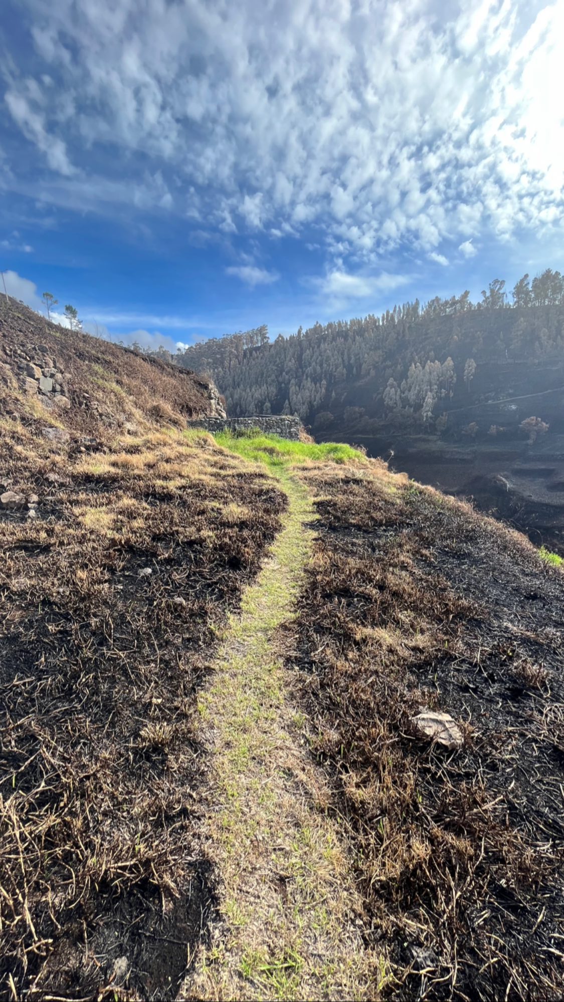 madeira wildfire23 2810 miradouro garganta 5