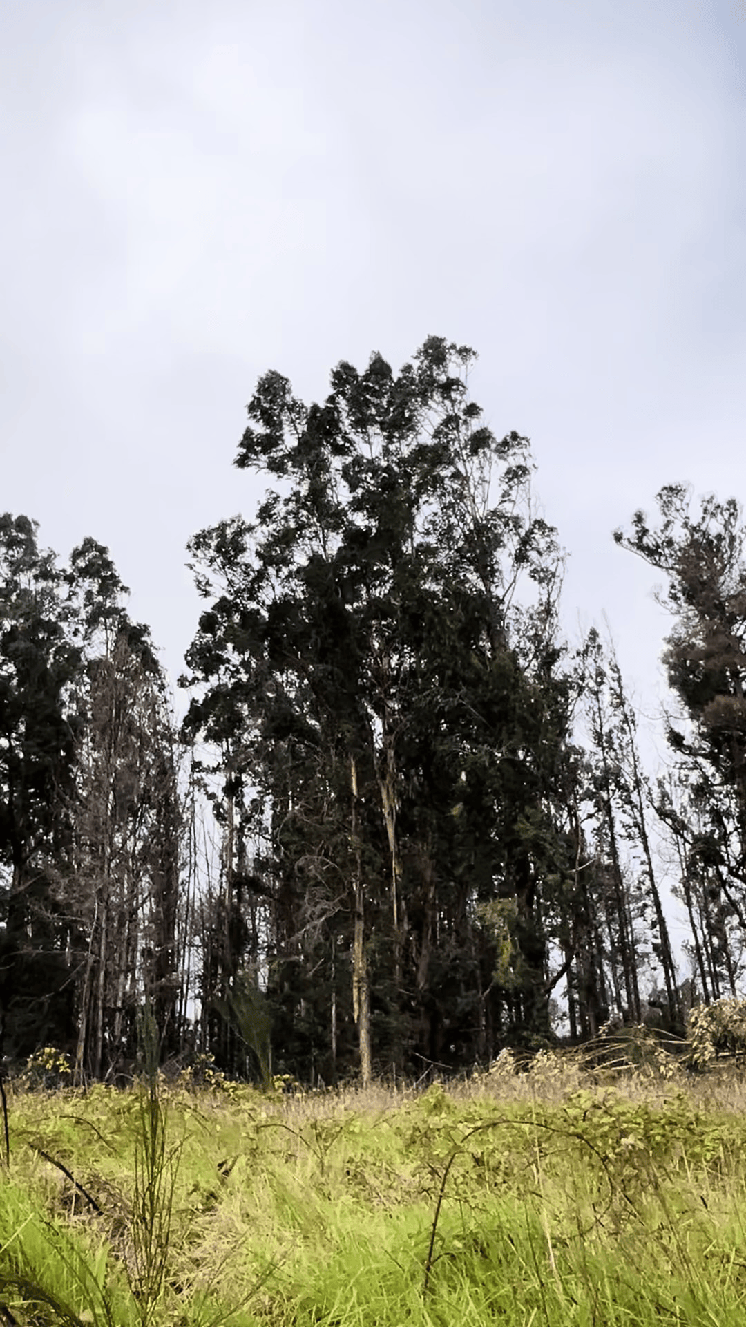 Windy Madeira trees