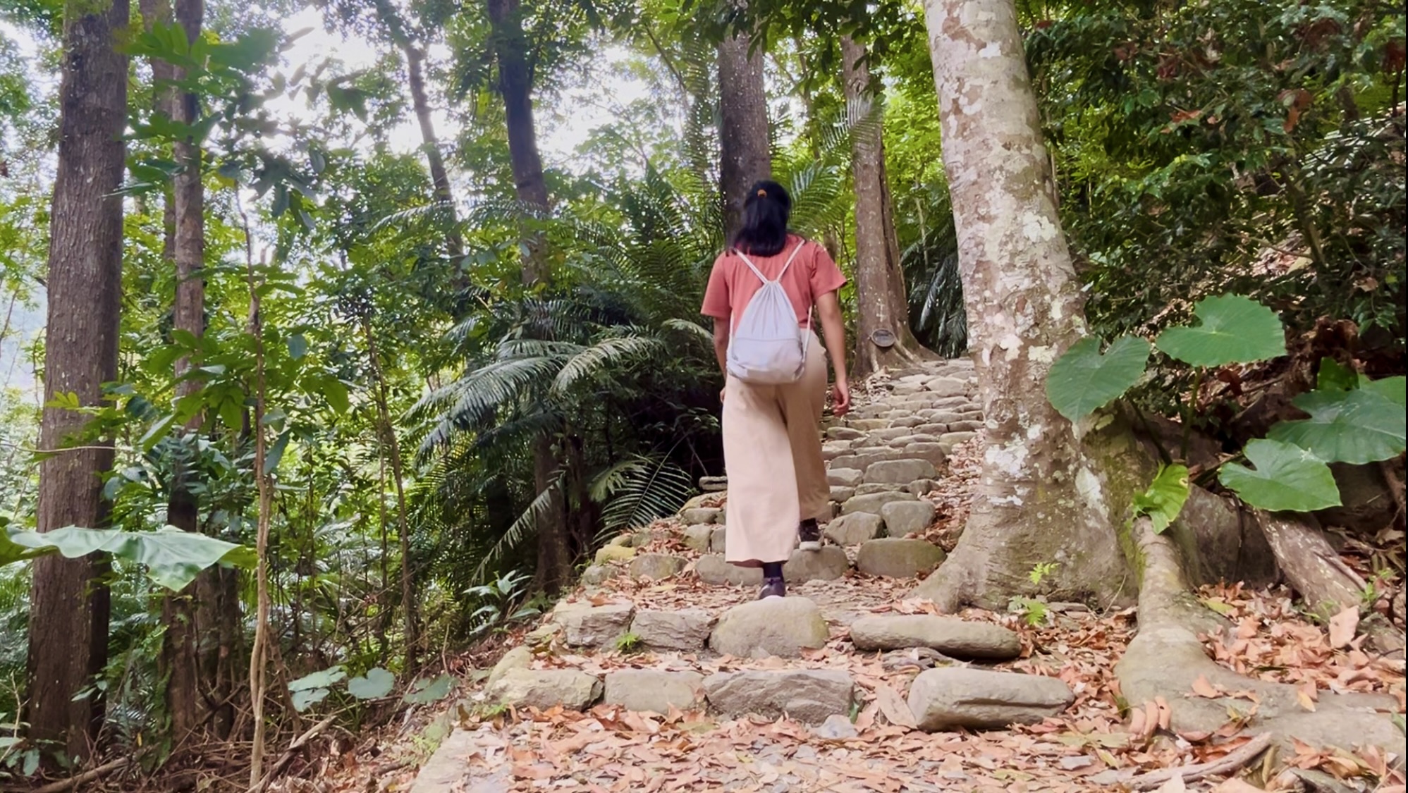 taiwan jhihben forest banjan tree 1