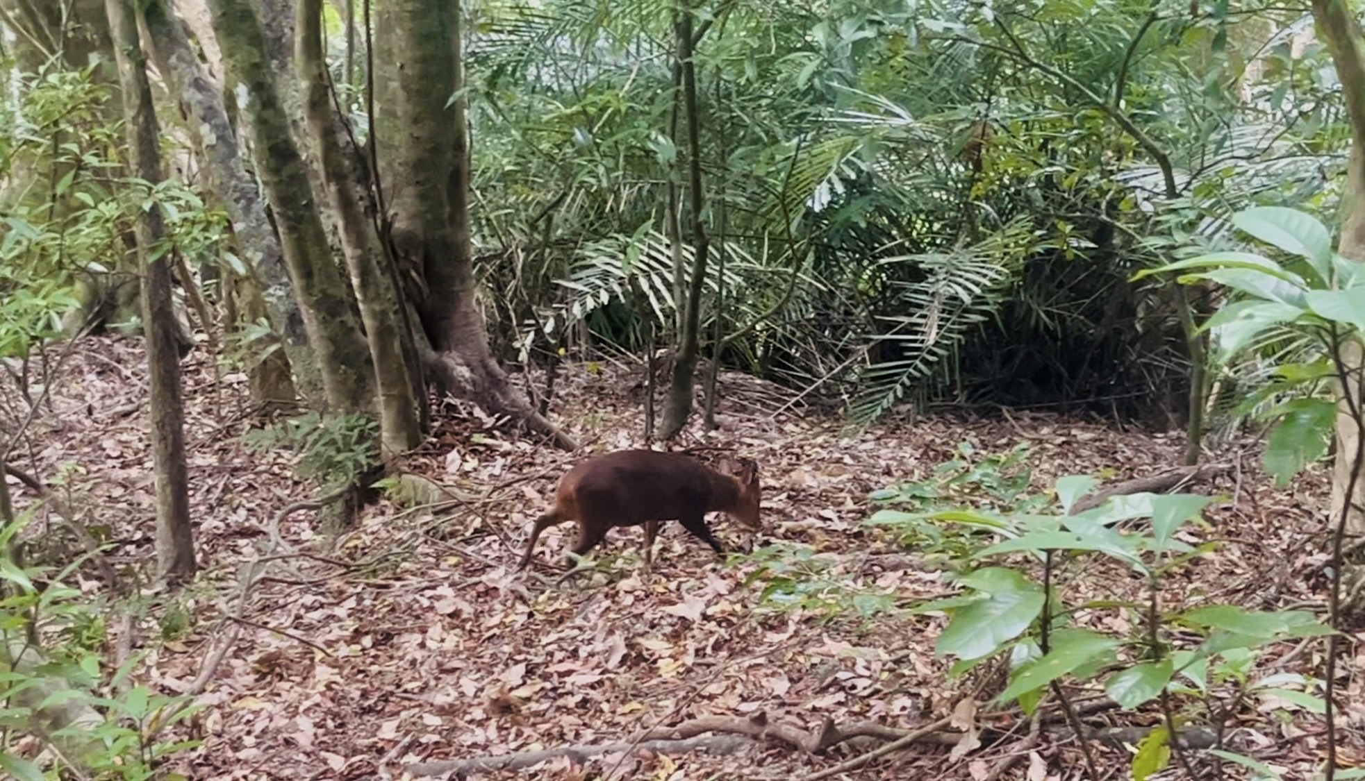 taiwan jhihben forest banjan tree 2