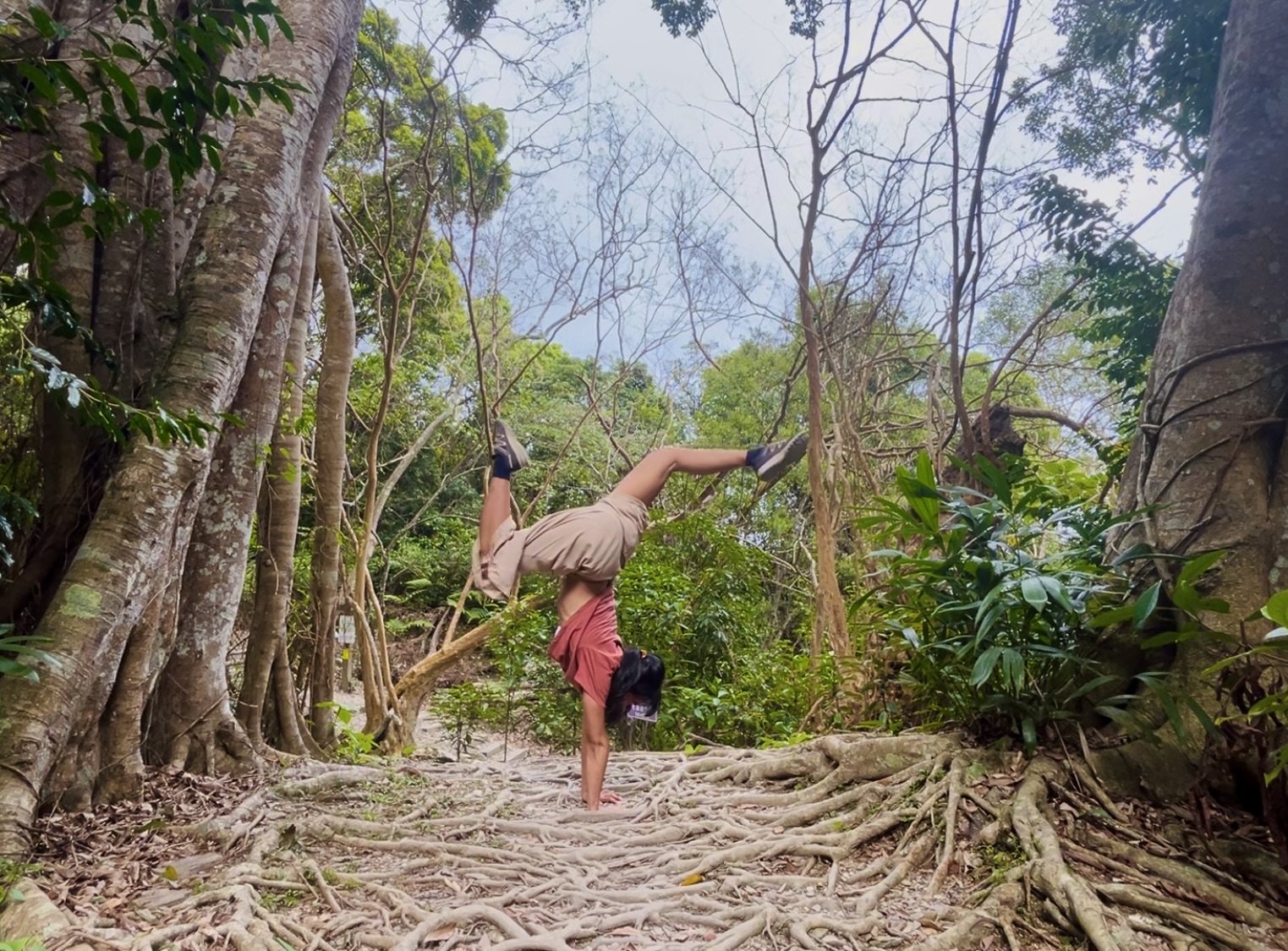 taiwan jhihben forest banjan tree 4