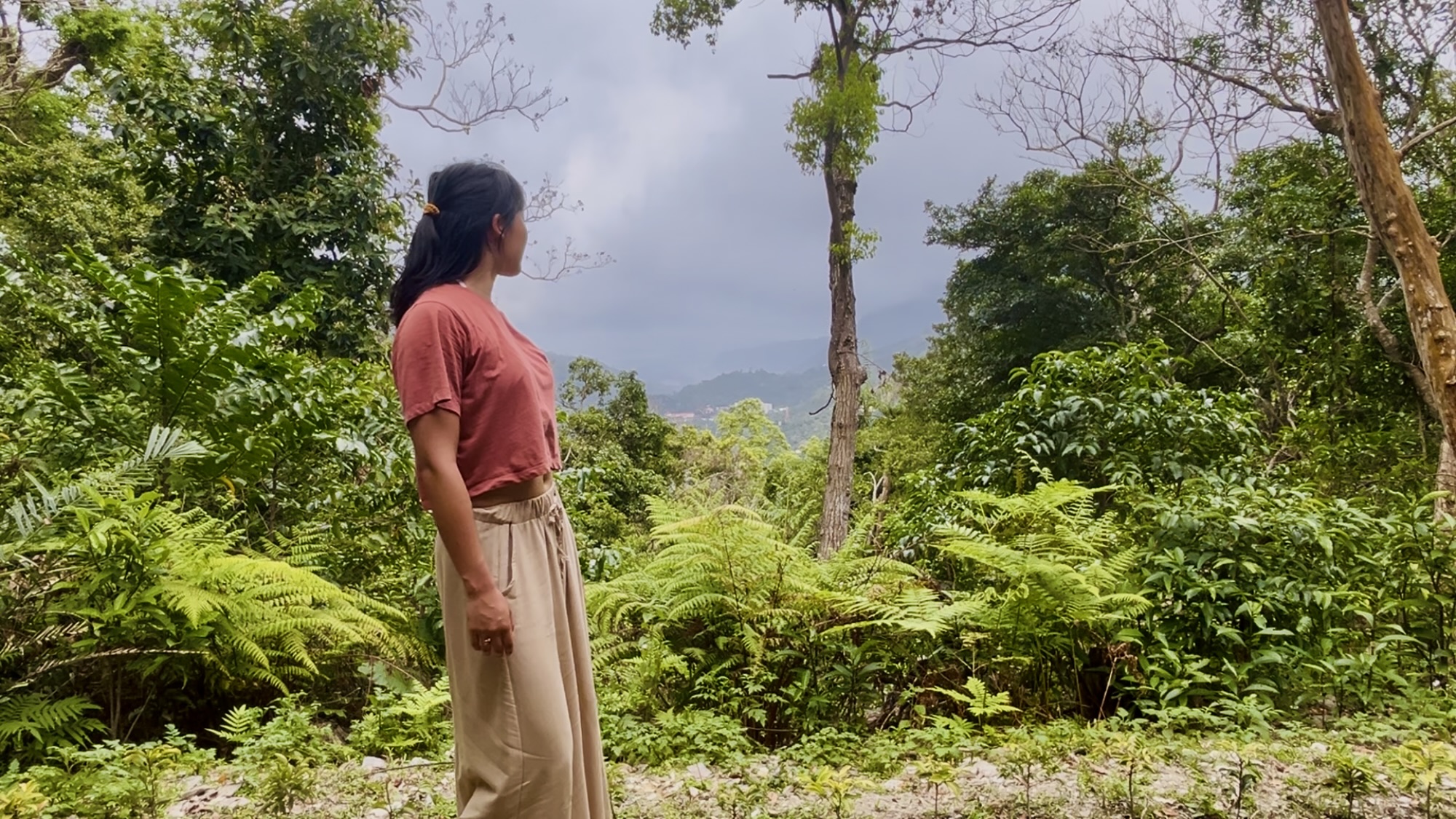 taiwan jhihben forest banjan tree 5