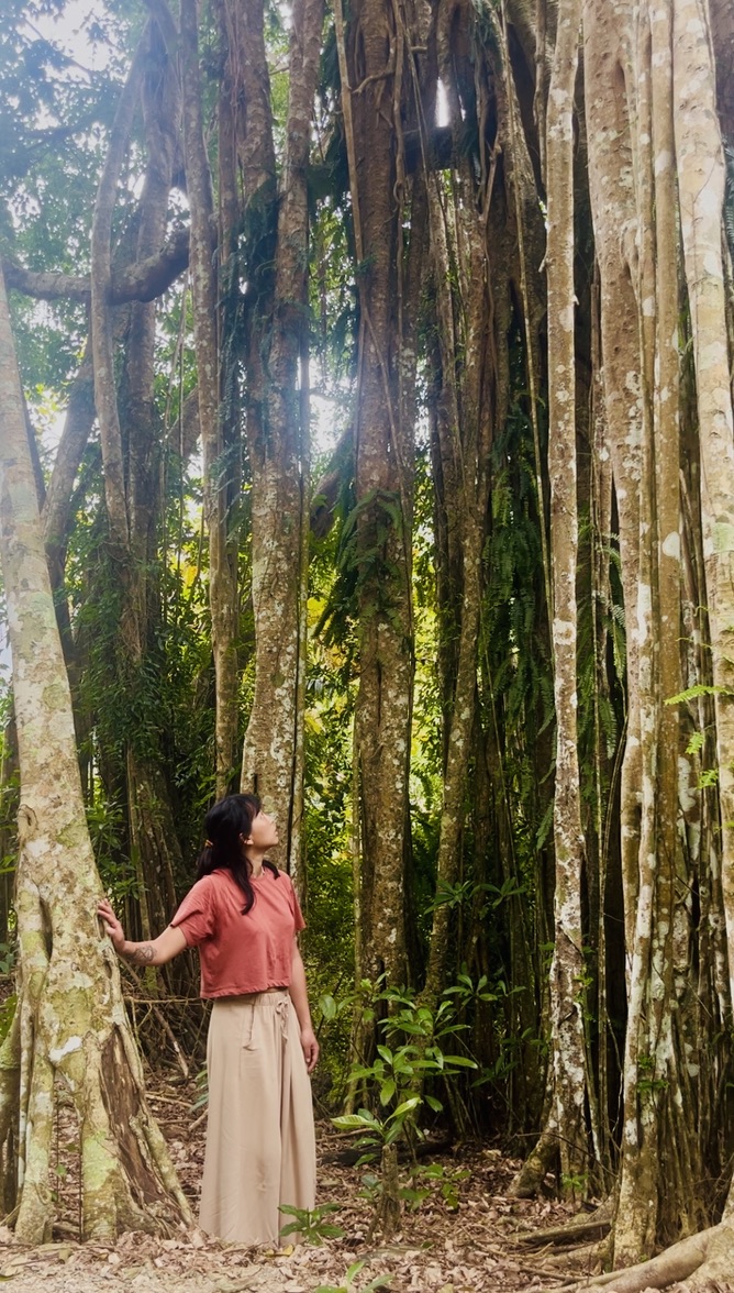 taiwan jhihben forest banjan tree 6