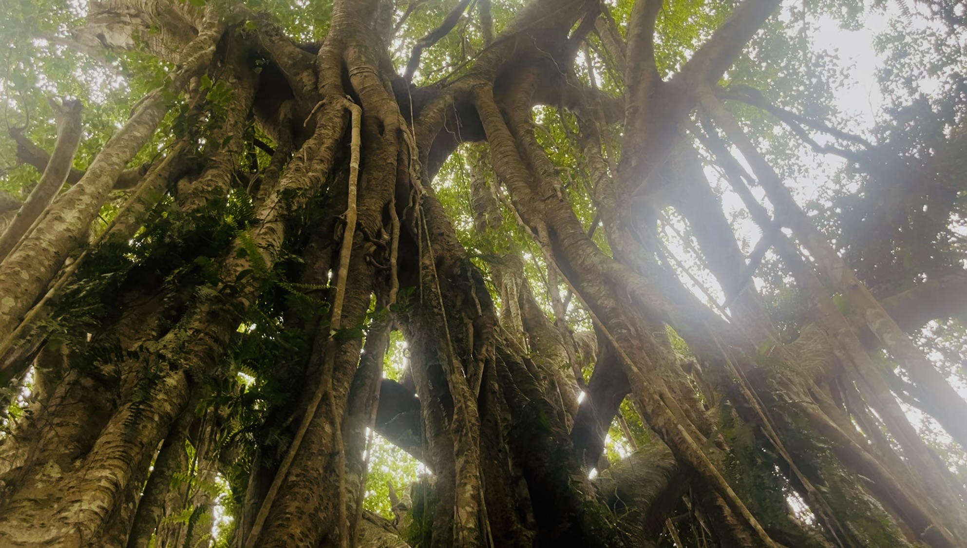 taiwan jhihben forest banjan tree 7