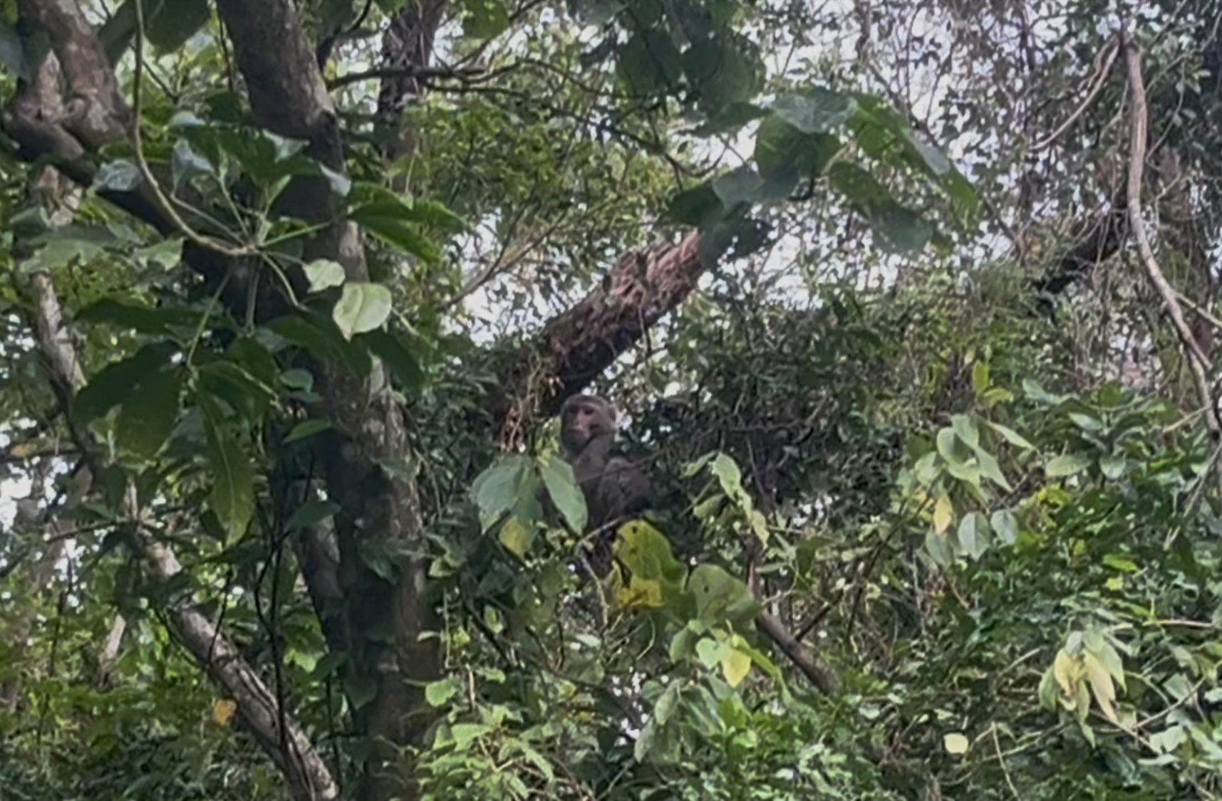 taiwan zuocang trail view