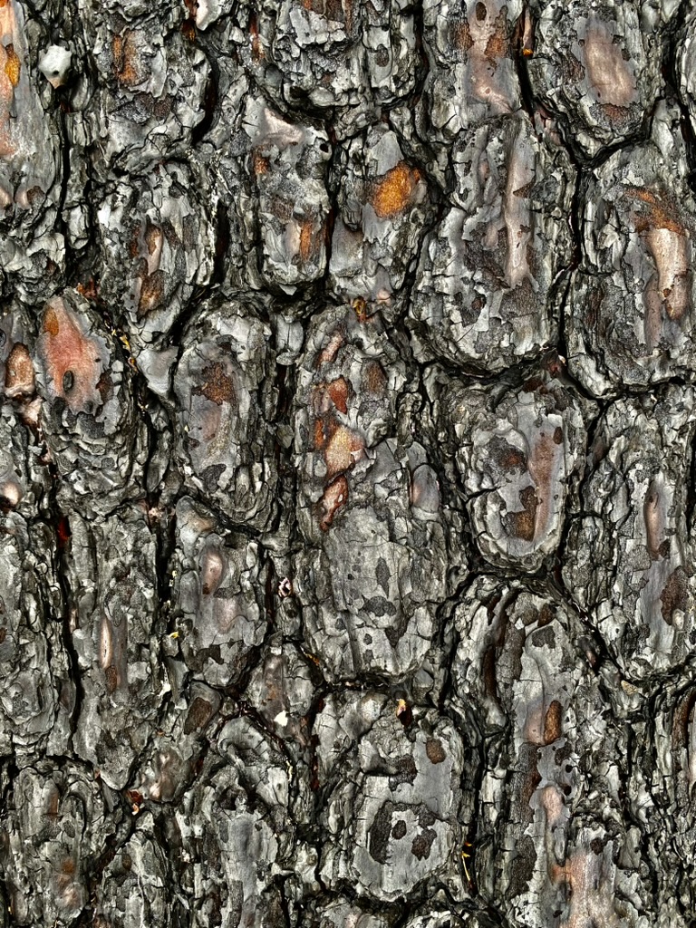 collage bark