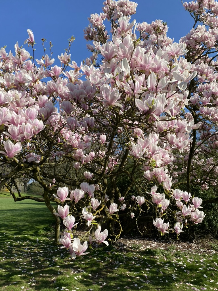 Close-up of magnolia blossoms