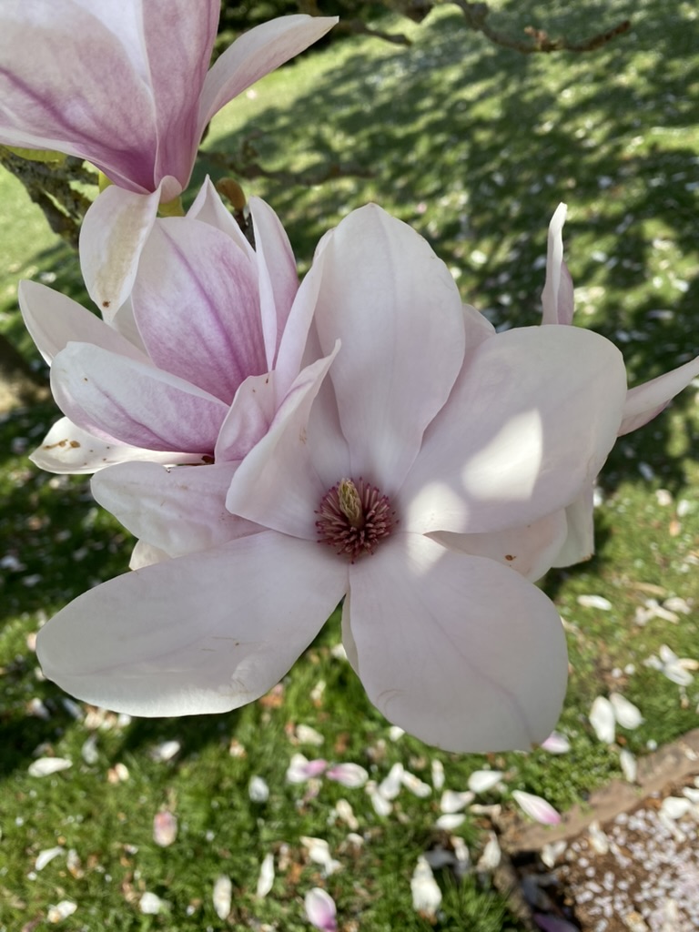 Magnolia blossoms in spring