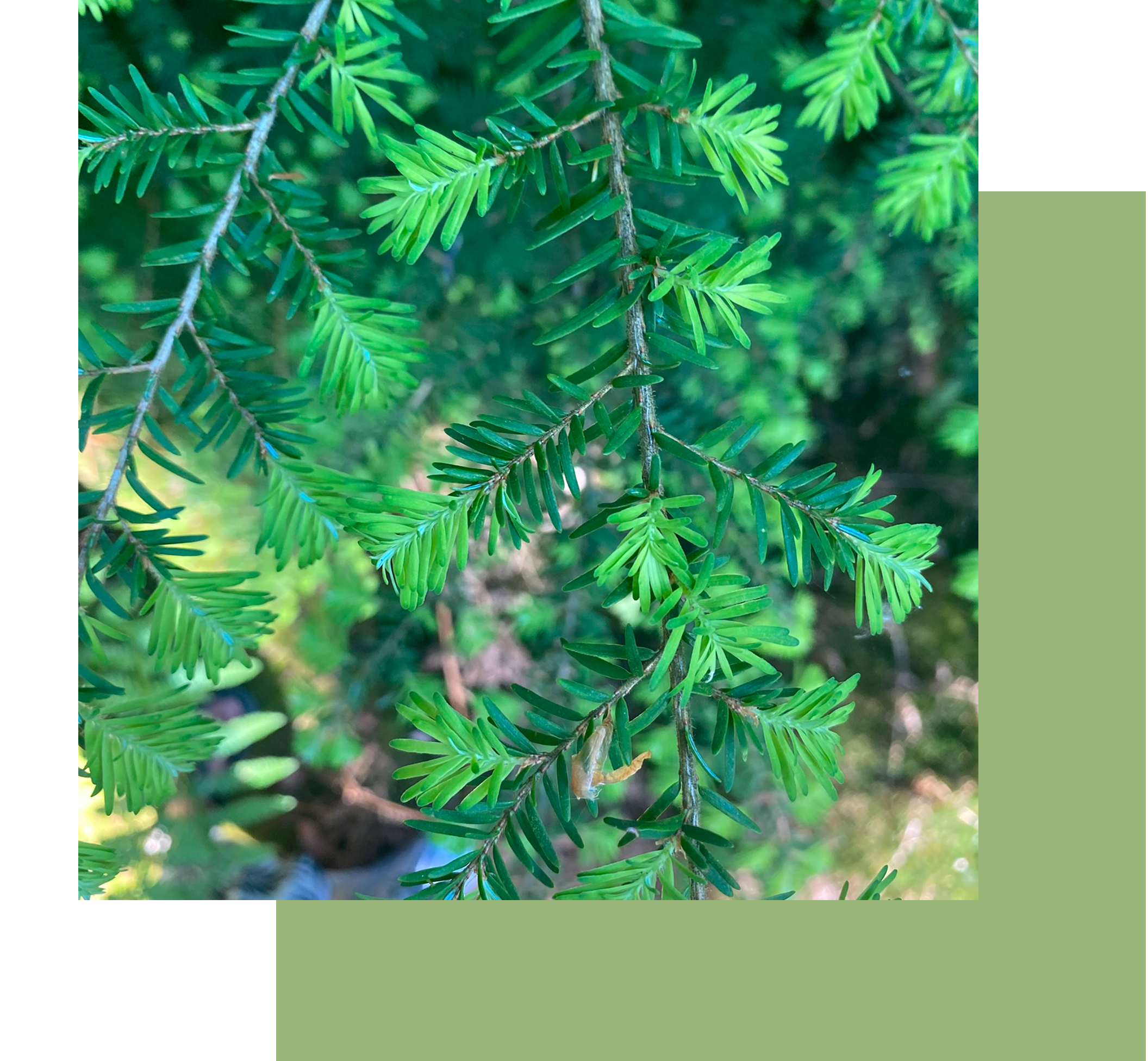 dark green leaves